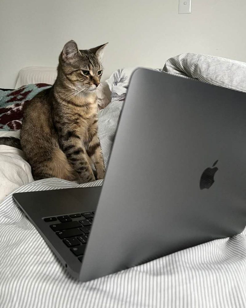 A tabby cat sitting on a bed, looking intently at an open laptop.